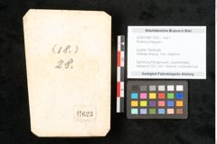 Foto (Objekt + Etikett) von Rhamnus frangula L. (NHMW-GEO-2024-0188-11623)